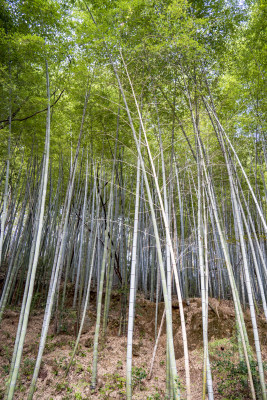 竹林绿色植物竹叶