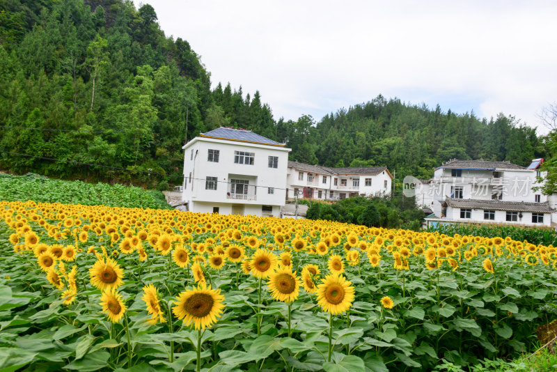 美丽田野田园太阳花葵花花朵向日葵航拍