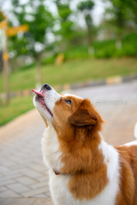 动物主题在公园内玩耍的宠物牧羊犬