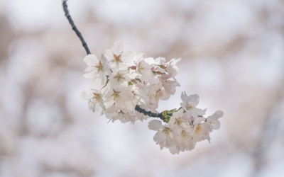 阳光下的樱花