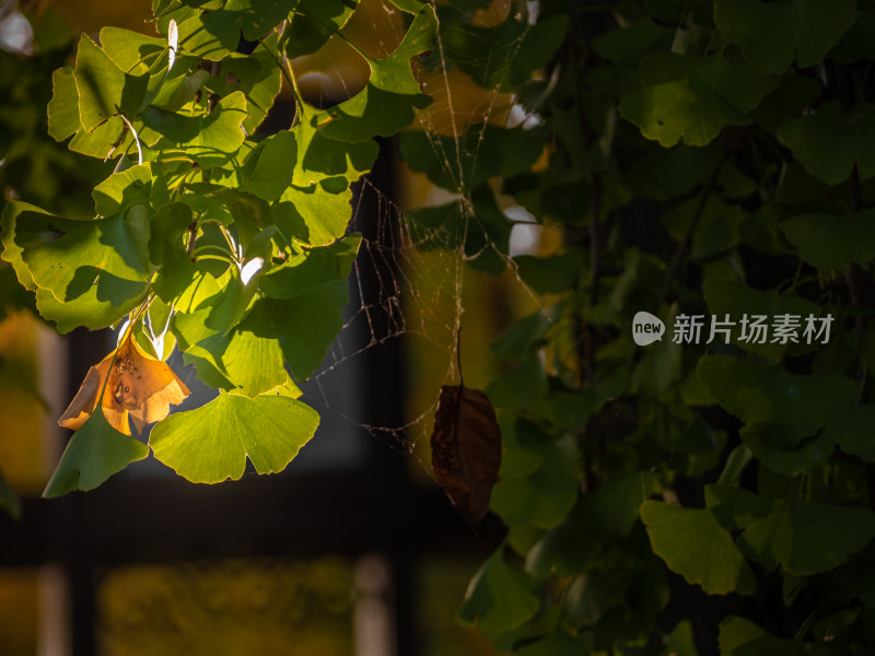 秋天树上的银杏叶的特写镜头