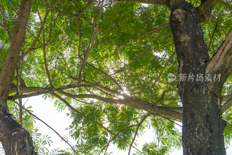仰视阳光穿透繁茂树枝景象