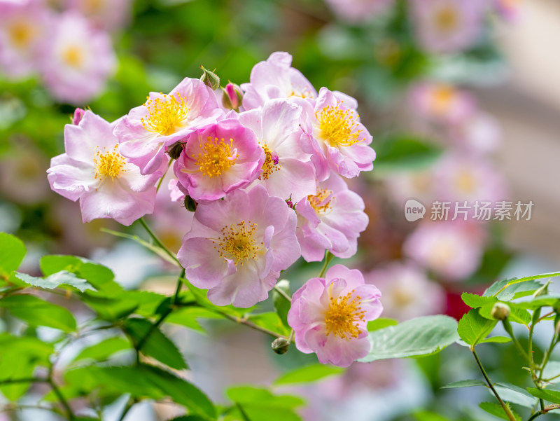 春天蔷薇植物开花特写