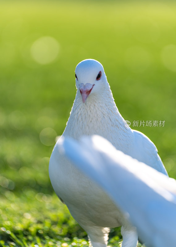 上海人民广场春天草地鸽子