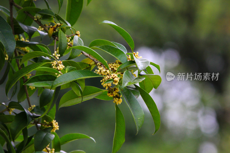 金秋时节桂花盛开