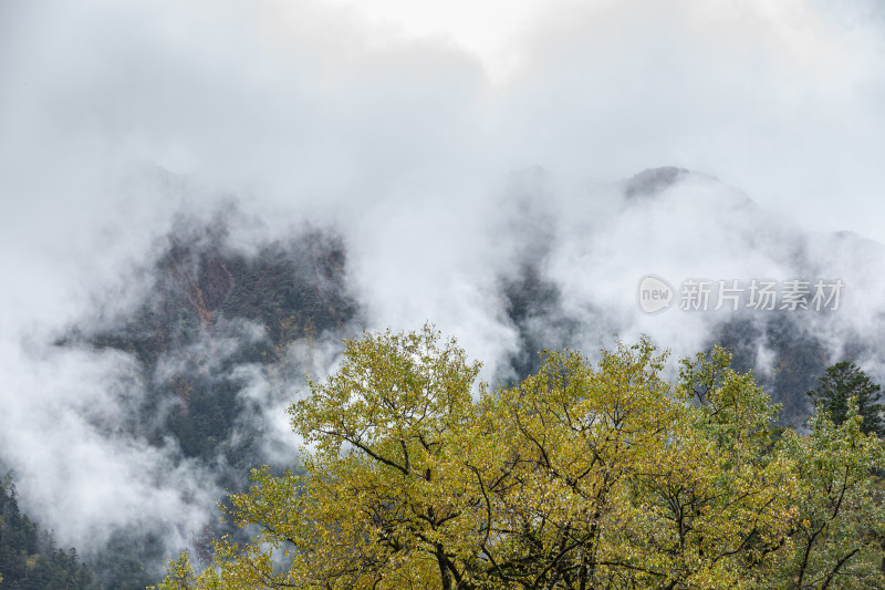 秋天树林云雾山峰