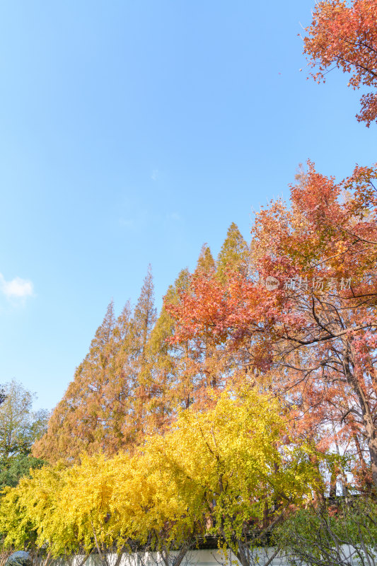 路边的银杏树和杉树