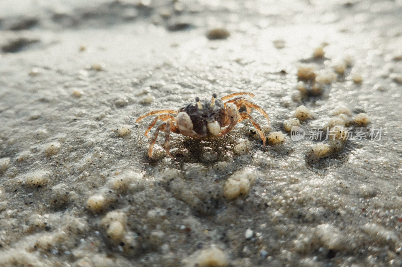 海陵岛海滩小螃蟹