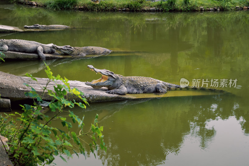 野生动物鳄鱼水边岸上晒太阳静静等待猎物