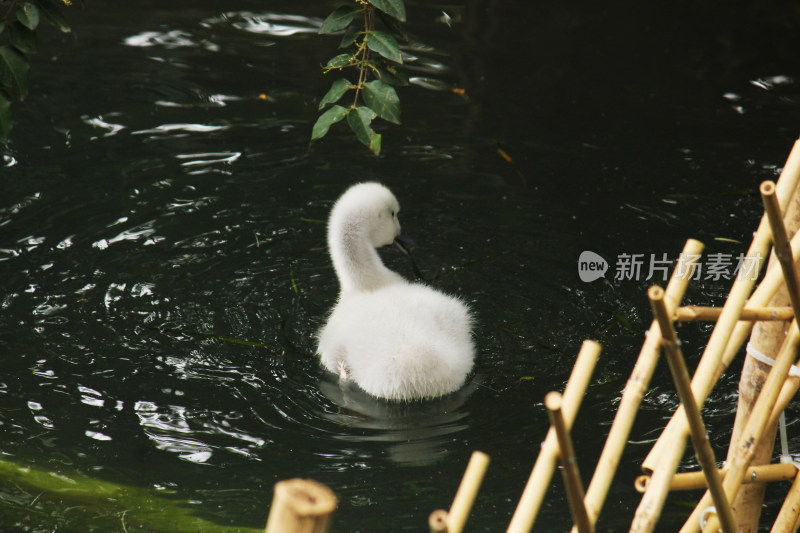 黑颈天鹅在水中游动的自然景象