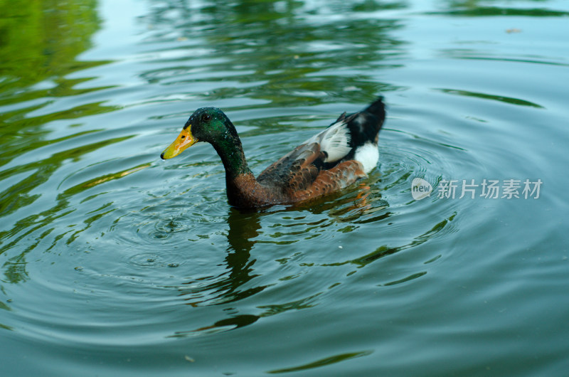 小绿头鸭在水中游泳