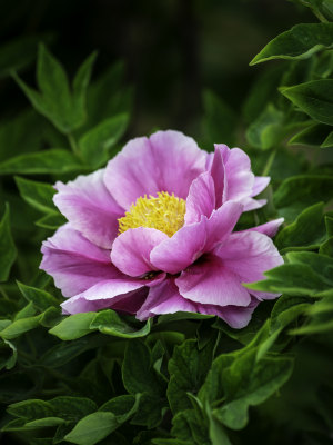 花开富贵牡丹花