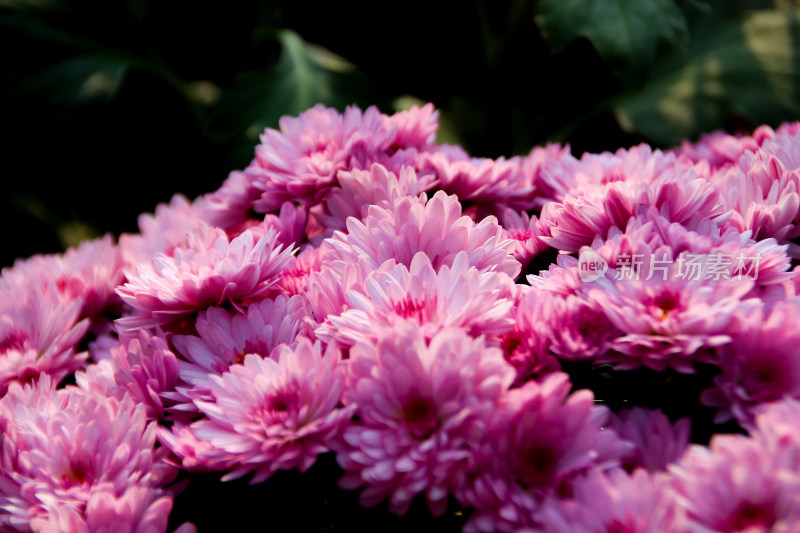 菊花展粉红菊花簇拥