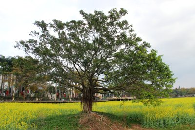 广东东莞：莲湖风景区油菜花田