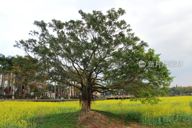 广东东莞：莲湖风景区油菜花田