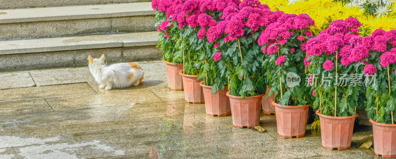 佛山市顺峰山公园宝林寺内的猫咪