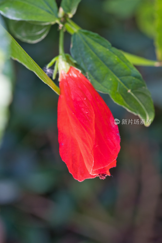 武汉植物园的南美朱瑾红花