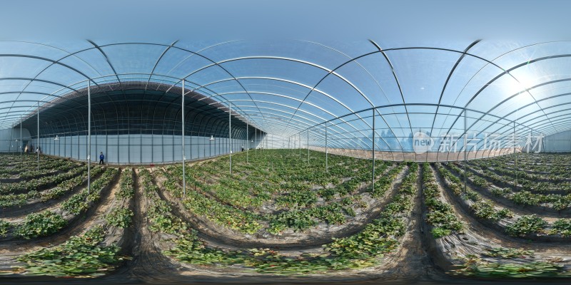 现代化温室草莓种植场景