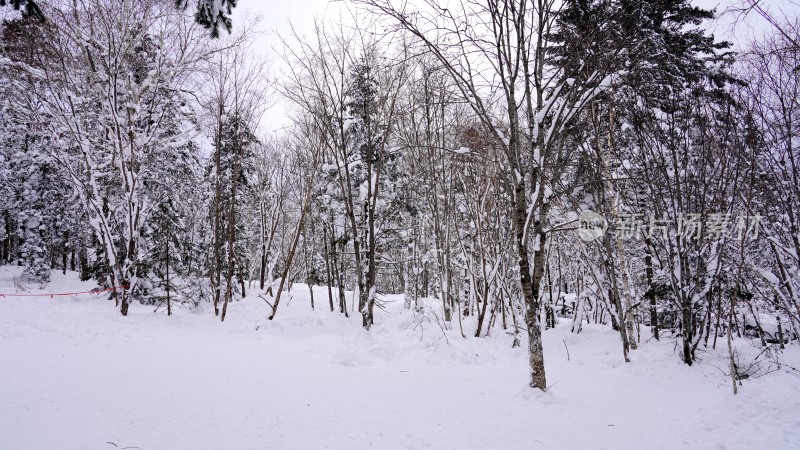 林海雪原