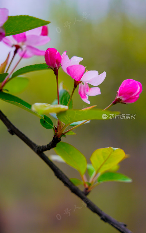 鲜花花朵花卉花树