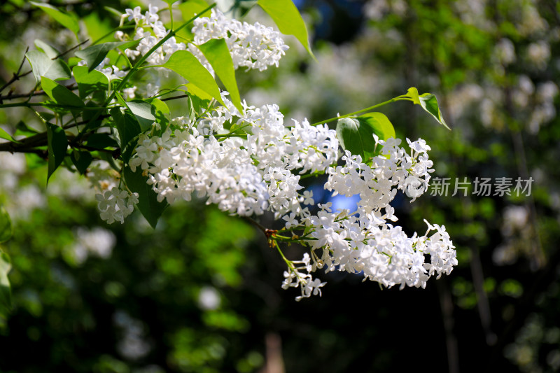 春天四月丁香花花卉开放治愈清新