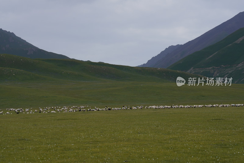 新疆内蒙古草原羊群白绒山羊放牧