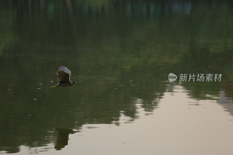 飞鸟掠过平静水面