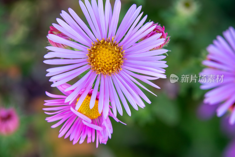 紫菀花朵特写，粉紫色菊花鲜花特写