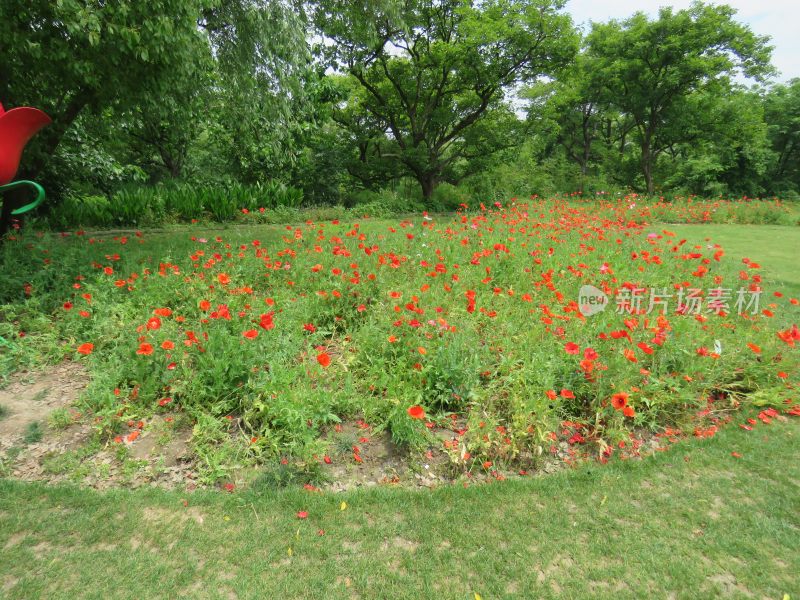 杭州西溪湿地公园风景