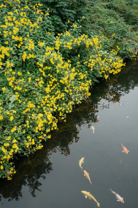 北京圆明园公园盛开的菊花