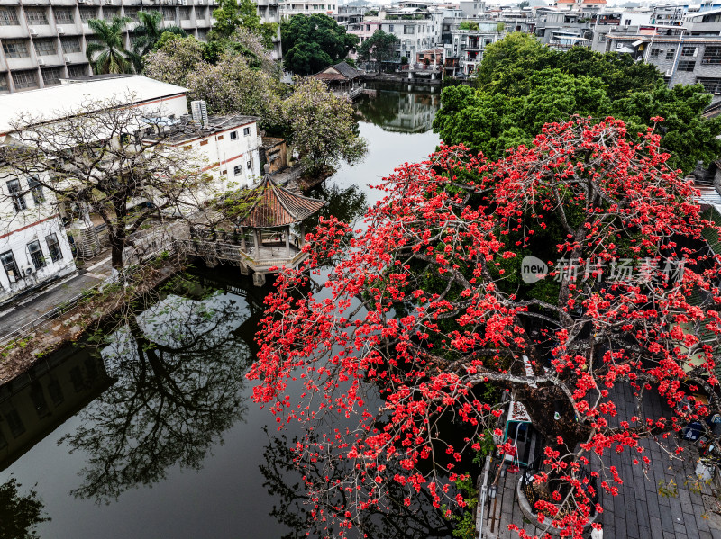 中国广东省广州市海珠区黄埔村木棉花