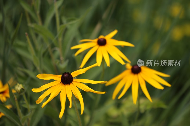 野雏菊花系列