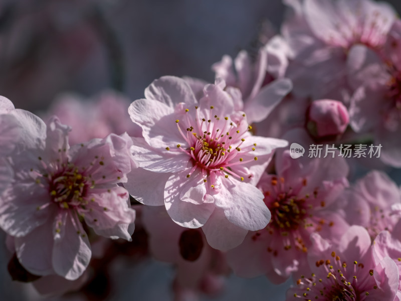 春暖花开粉红色梅花开放自然风景特写