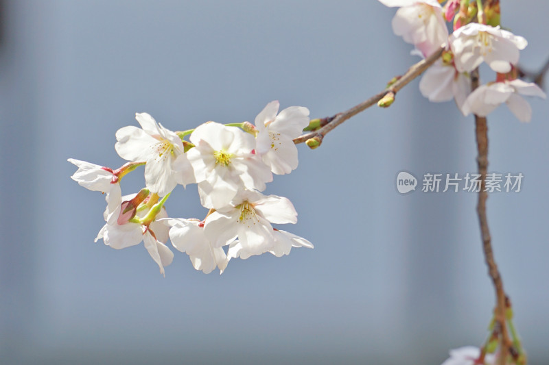 日本，川越喜多院，日式建筑与垂枝樱