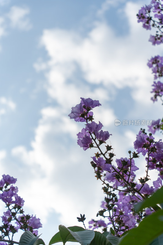 户外盛开的大花紫薇