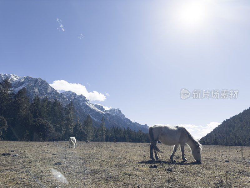 川西稻城亚丁雪山草甸