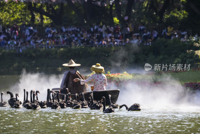小船与黑天鹅 人与自然和谐相处