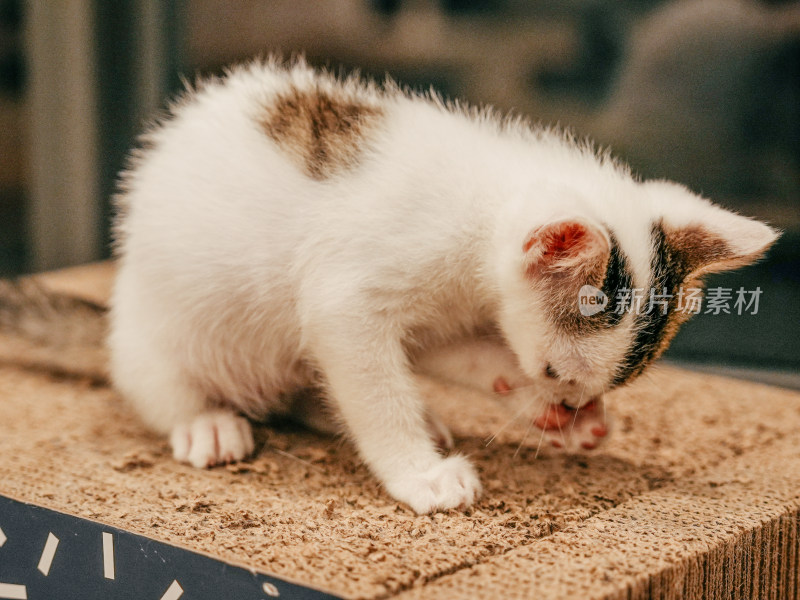 室内玩耍的猫咪