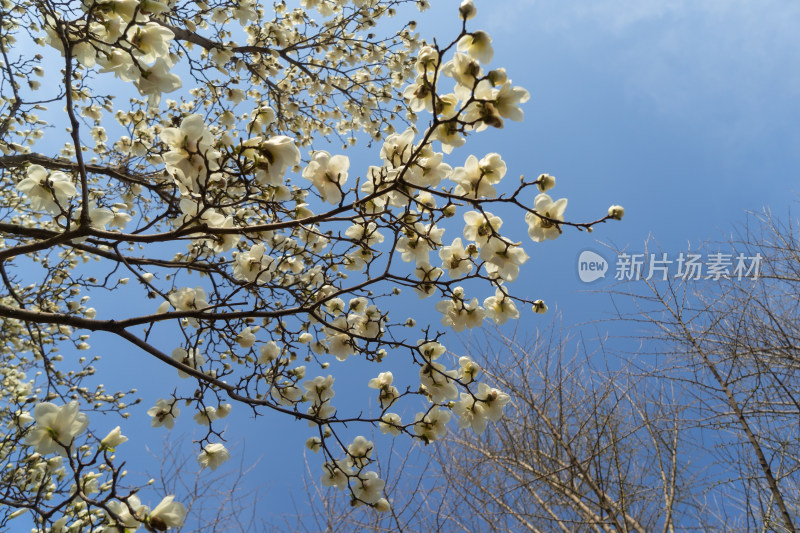 天空中的白色玉兰花