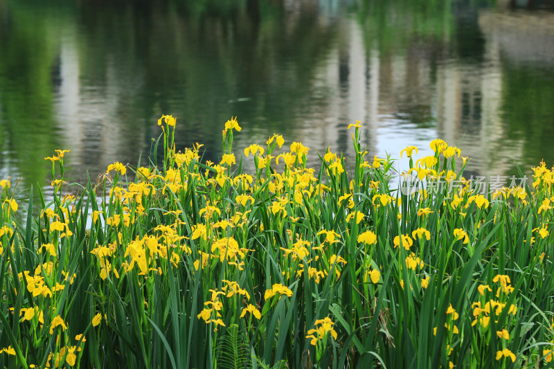 夏季湖边的黄色鸢尾花