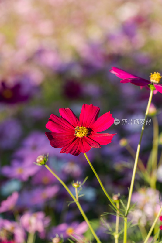 秋英花花海