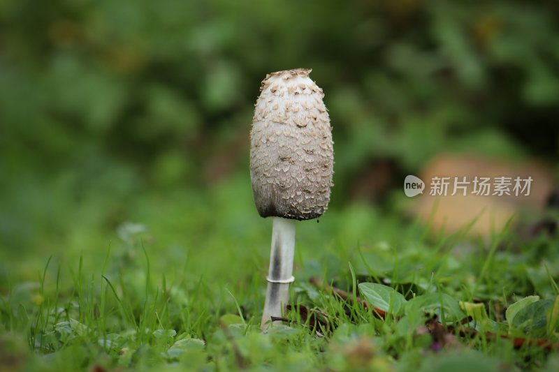 野生菌蘑菇生长环境菌类山菌野生菌