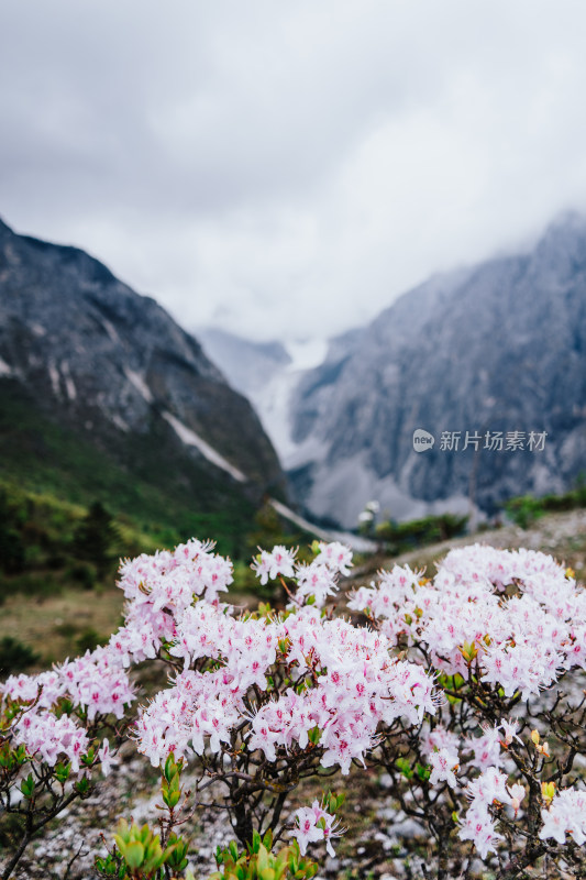 丽江玉龙雪山野生杜鹃花