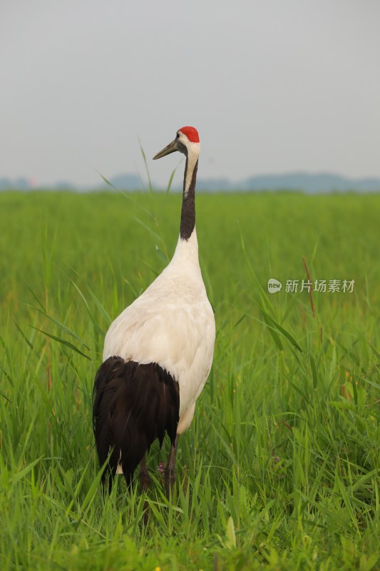 草原草地丹顶鹤