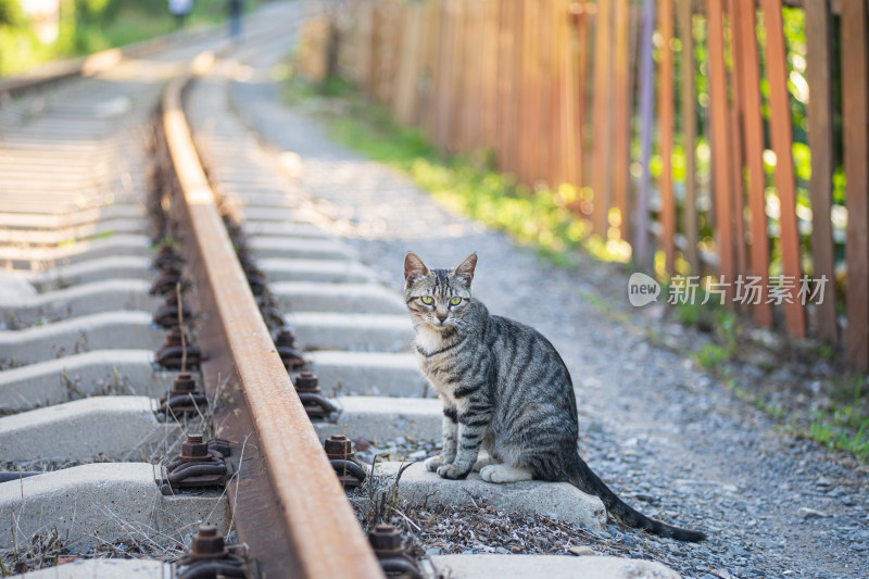 铁道边的一只狸花猫