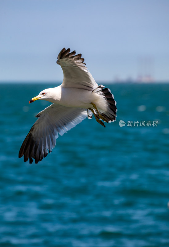 山东威海海天之间飞翔的海鸥