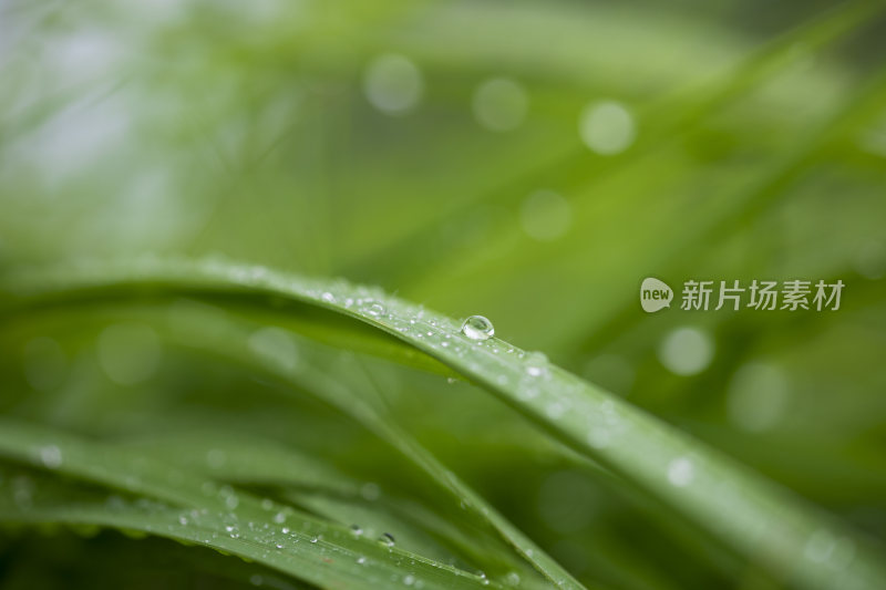 绿植叶子雨水露水露珠微距特写