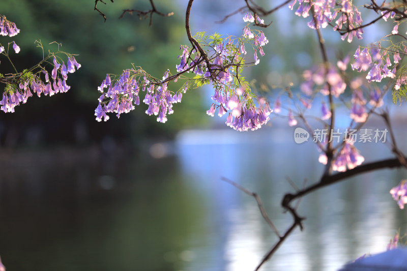 蓝花楹盛开