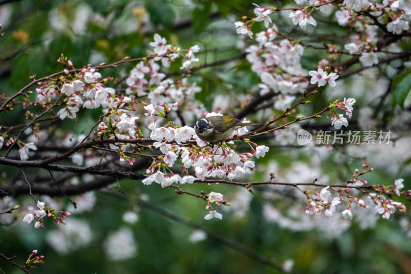 春天樱花树上的小鸟