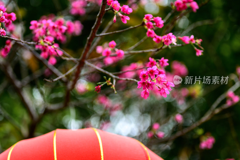 盛开的粉色樱花枝条